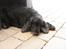 Cocker spaniel Rosa - Rosa sover :)