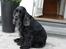 Cocker spaniel Rosa - Flotte Rosa