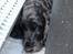 Cocker spaniel Rosa - Rosa gemmer sig..:)