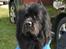 Newfoundlænder Munkevang Fenris - Noa 6 år
d. 07.09.2013
