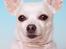 Chihuahua Guadalupe (Lupe)