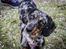 Blanding af racer 'Begga' Gravhund/DSG "Blue merle" - Hejsa ;)
