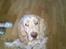 Engelsk springer spaniel Sofus - hej alle sammen og velkommen til min profil;-)