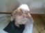 Engelsk springer spaniel Sofus