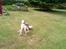 Engelsk springer spaniel Sofus