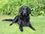 Flat coated retriever Lea