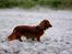 Gravhund Von-Fyrbo Casandra - Skagen - Sommeren 2012