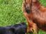 Gravhund Von-Fyrbo Casandra