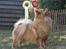 Mittelspitz Maxi (Sable Shade´s Red Bull)