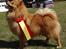 Mittelspitz Maxi (Sable Shade´s Red Bull)