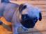 Mops Seloy Solist - Alfred    (Deler ham)