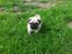 Mops Seloy Solist - Alfred    (Deler ham)