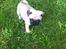 Mops Seloy Solist - Alfred    (Deler ham)