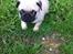 Mops Seloy Solist - Alfred    (Deler ham)
