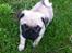 Mops Seloy Solist - Alfred    (Deler ham)