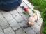 Mops Seloy Solist - Alfred    (Deler ham)