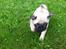 Mops Seloy Solist - Alfred    (Deler ham)