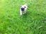 Mops Seloy Solist - Alfred    (Deler ham)
