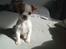 Blanding af racer Coby - min lille prins <3