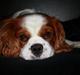 Cavalier king charles spaniel Felix