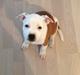 Staffordshire bull terrier Lucca