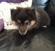 Shetland sheepdog Isla (Kræmer's Deep Blackwhite Dessa)