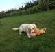 Golden retriever Emma