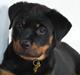 Rottweiler Frigg