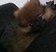 Pomeranian Stuart Jr.
