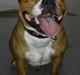 Staffordshire bull terrier Gizmo