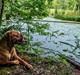 Dogue de bordeaux Emma (Tinke Grandis)