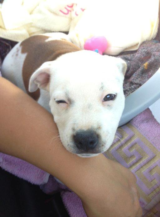 Staffordshire bull terrier Lucca - Jeg får lige et blink med på vejen ;-) billede 2