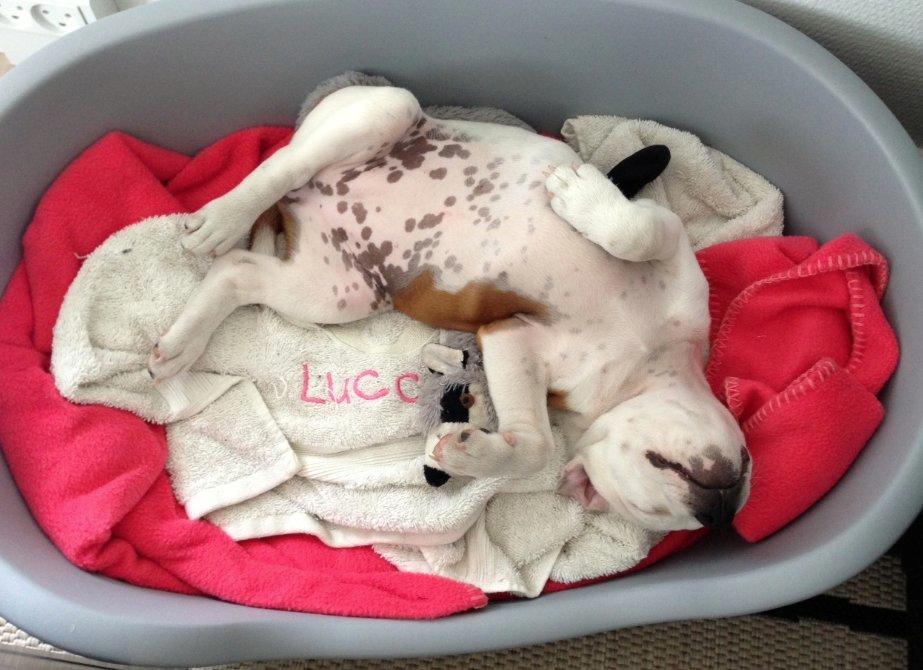 Staffordshire bull terrier Lucca billede 3