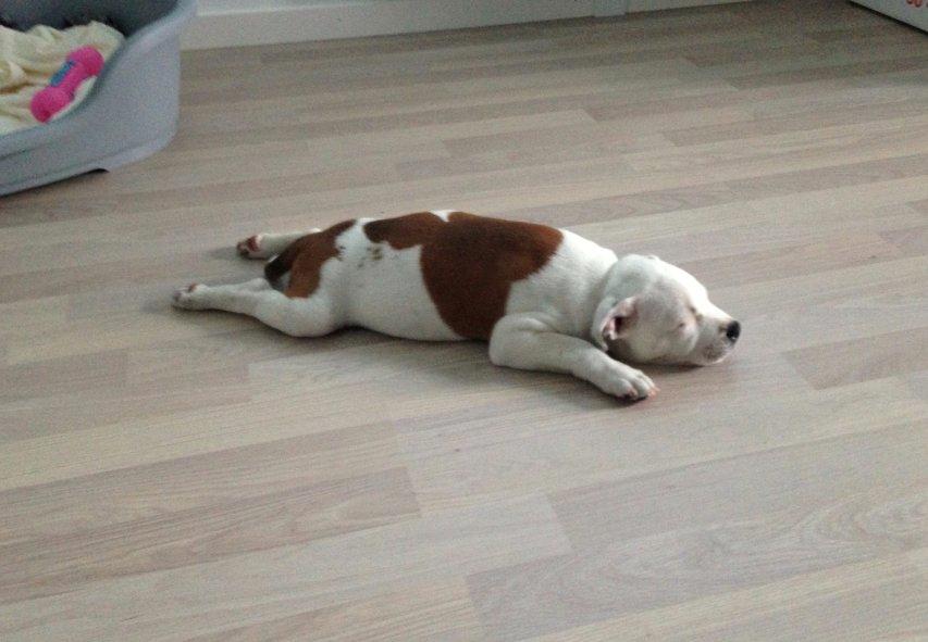 Staffordshire bull terrier Lucca billede 4