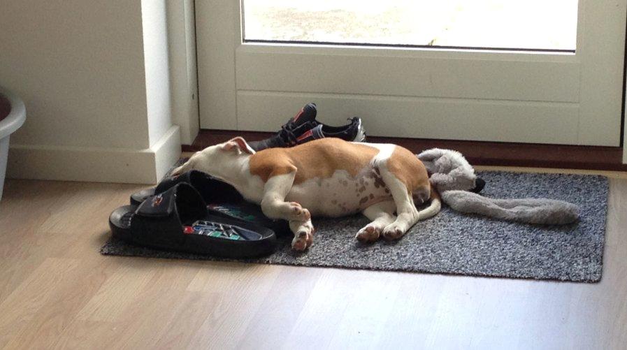 Staffordshire bull terrier Lucca billede 5