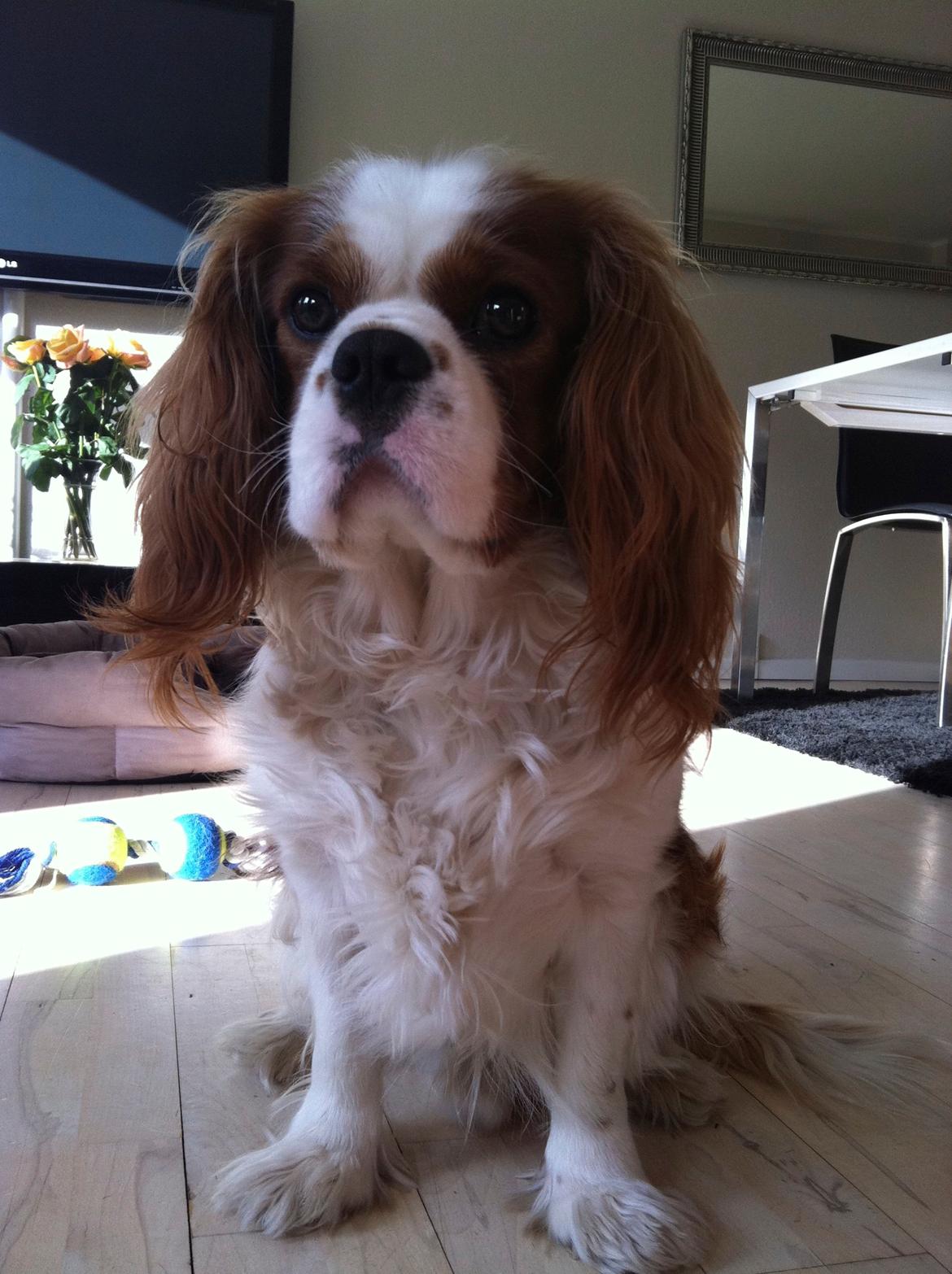 Cavalier king charles spaniel Felix billede 2
