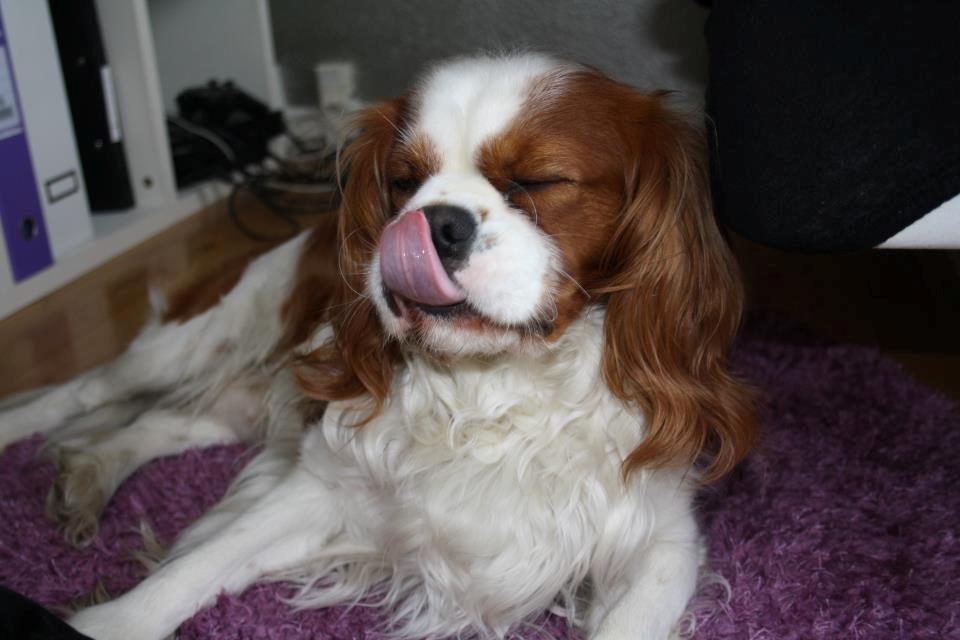 Cavalier king charles spaniel Felix billede 3
