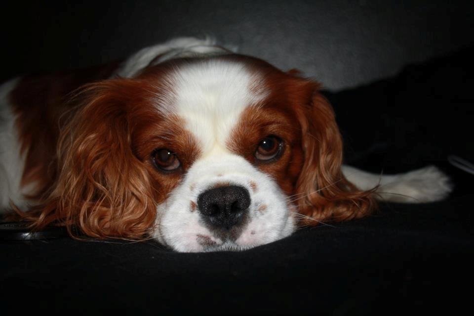 Cavalier king charles spaniel Felix billede 1