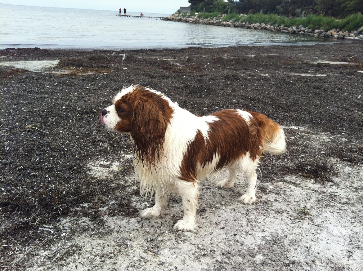 Cavalier king charles spaniel Felix billede 4