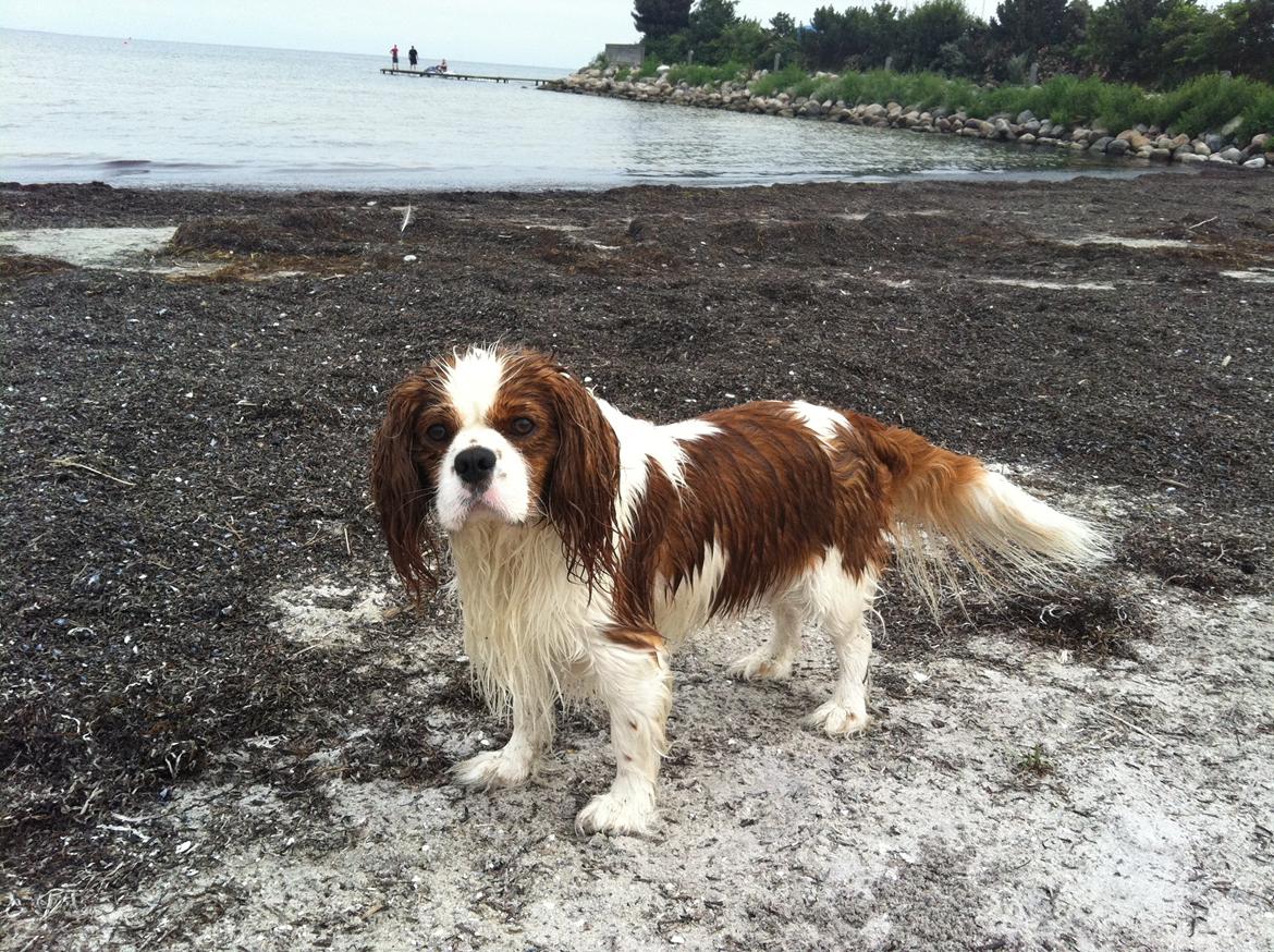 Cavalier king charles spaniel Felix billede 5