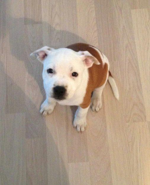 Staffordshire bull terrier Lucca billede 1