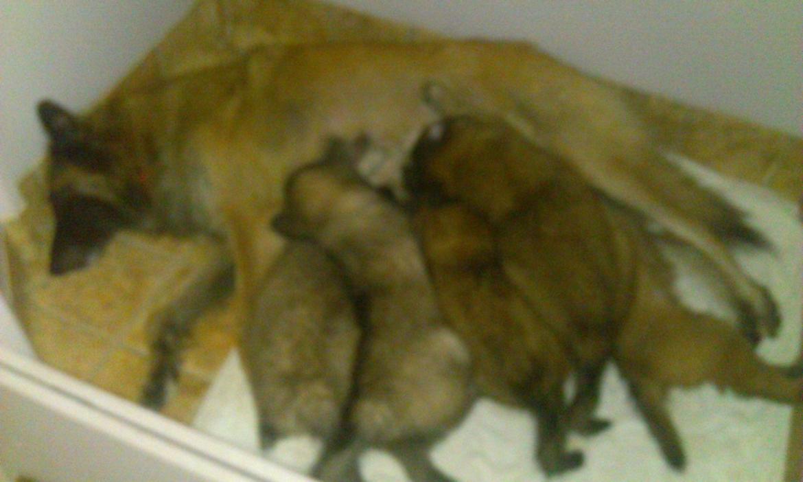 Belgisk hyrdehund Bonnie billede 2