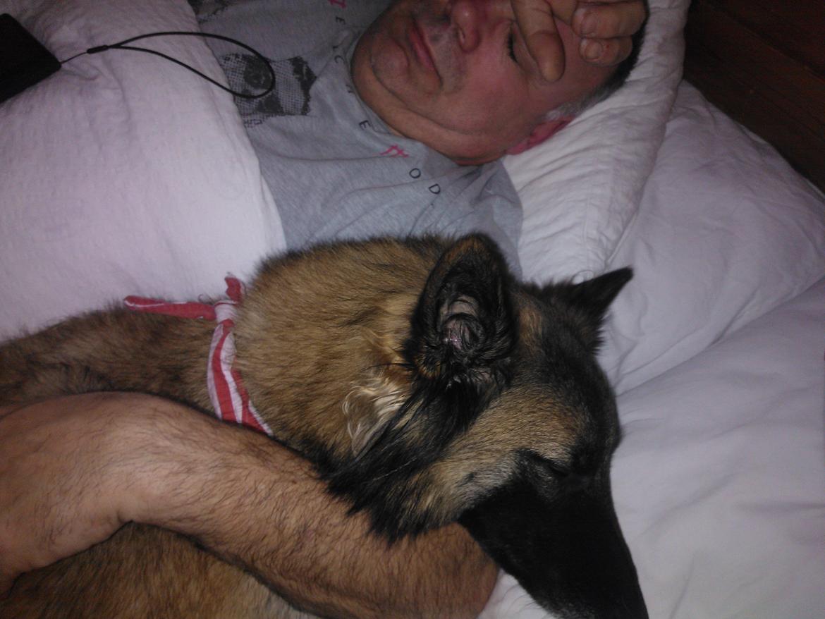 Belgisk hyrdehund Bonnie billede 3