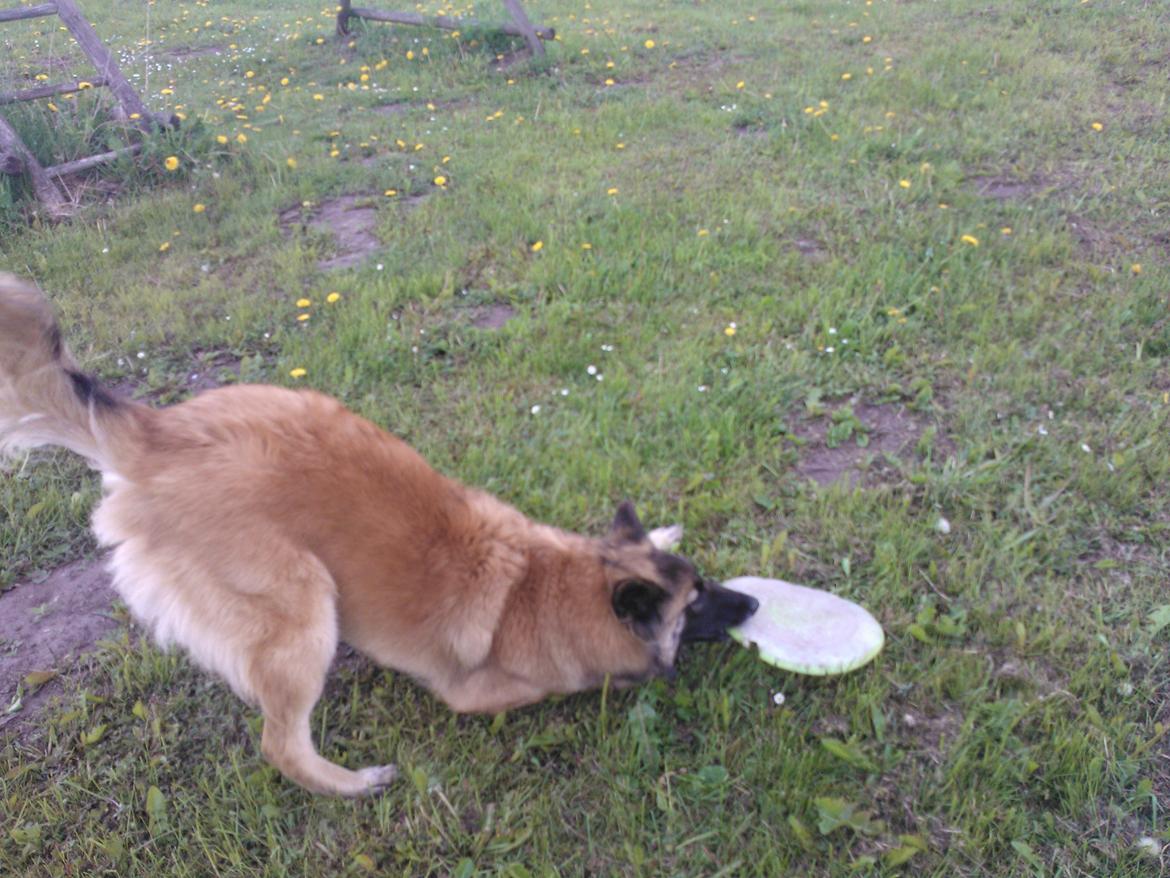 Belgisk hyrdehund Bonnie billede 4