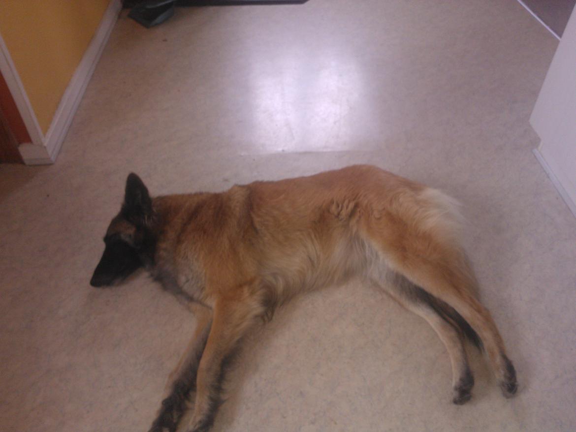 Belgisk hyrdehund Bonnie billede 5