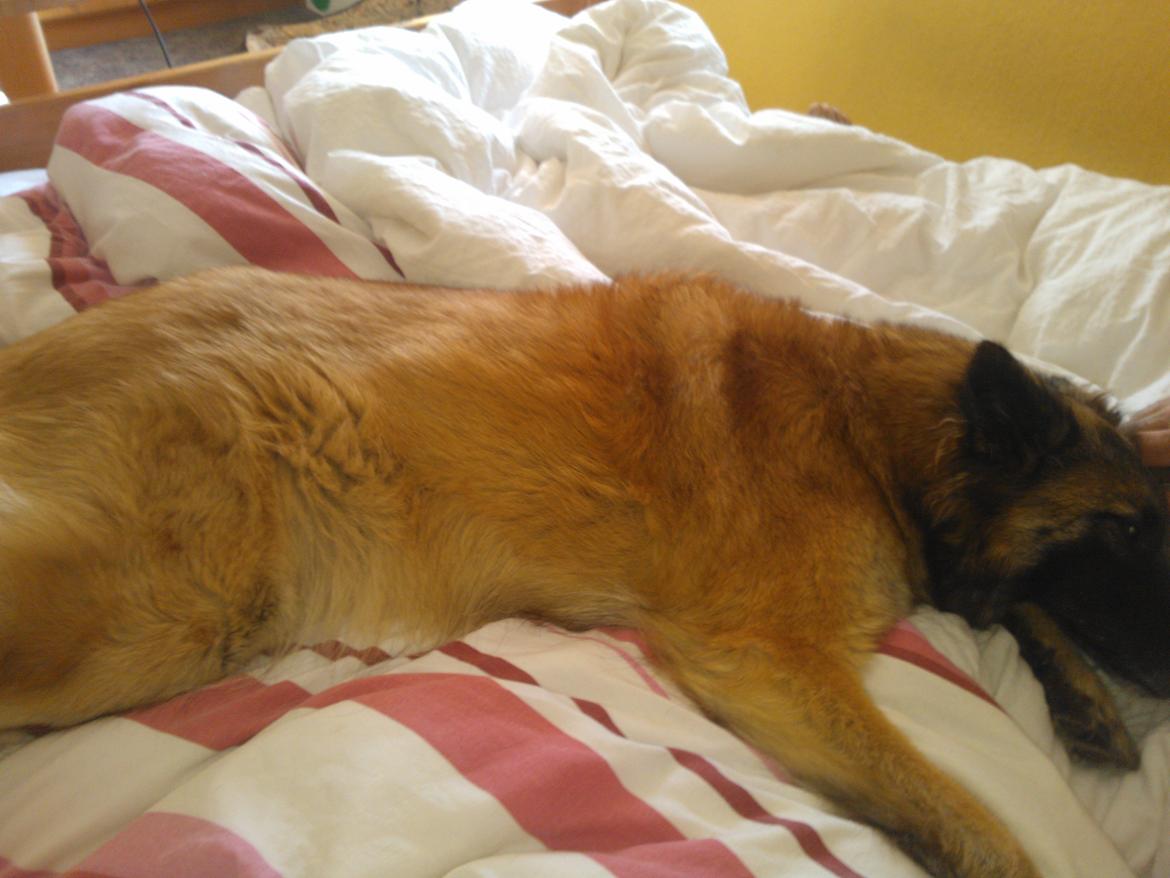 Belgisk hyrdehund Bonnie billede 6