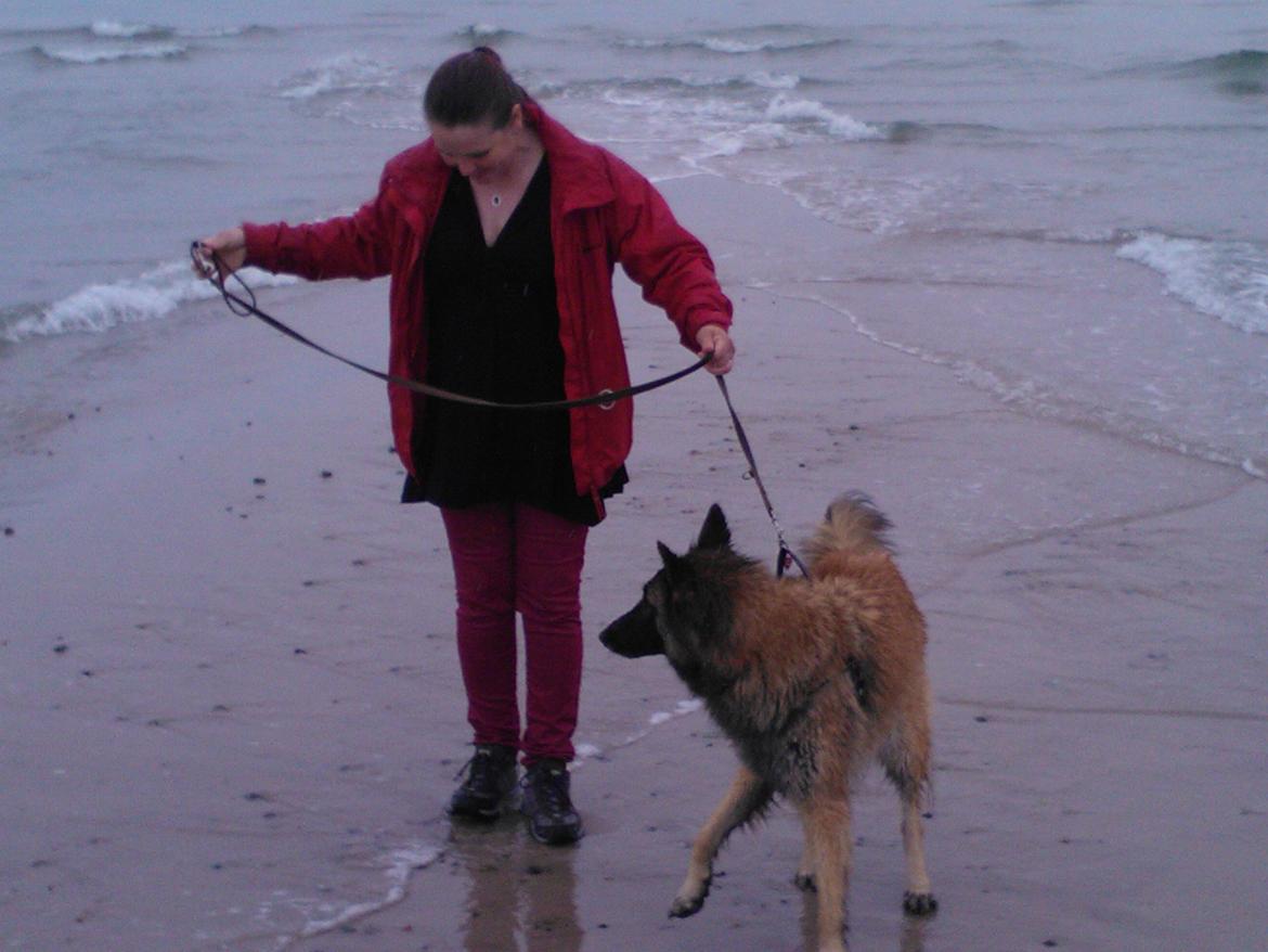 Belgisk hyrdehund Bonnie billede 7