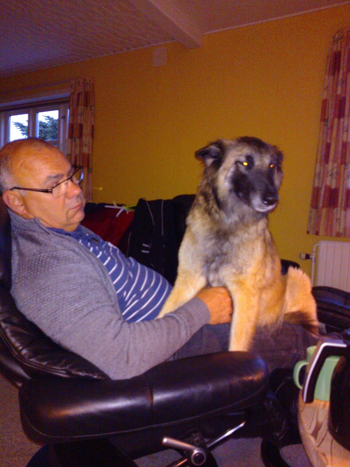 Belgisk hyrdehund Bonnie billede 8