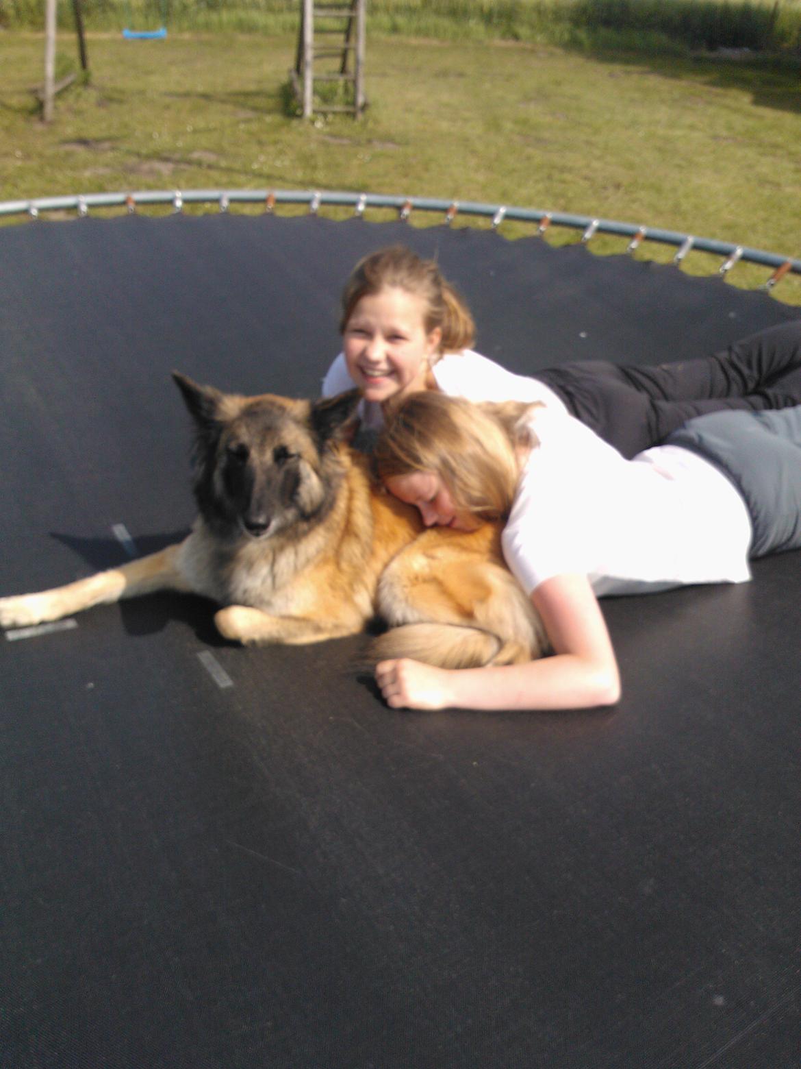 Belgisk hyrdehund Bonnie billede 9