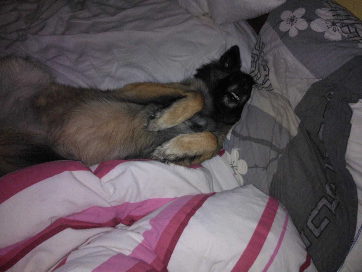 Belgisk hyrdehund Bonnie billede 10